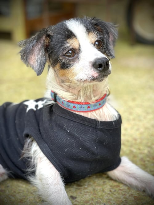 NATHAN GATLIN - Chihuahua available for adoption