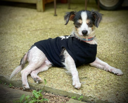 NATHAN GATLIN - Chihuahua available for adoption