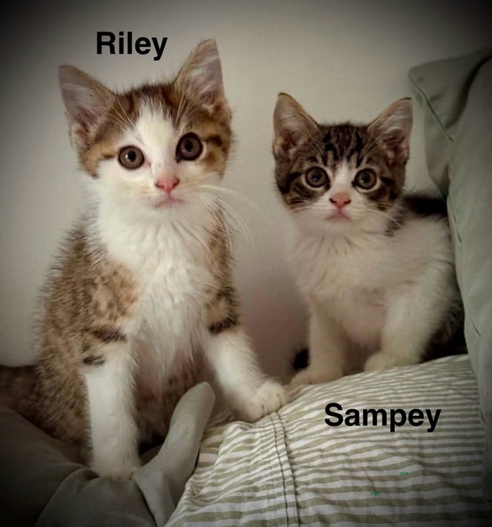Riley & Sampey C Gatlin Image