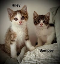 Riley & Sampey C Gatlin - Photo 1