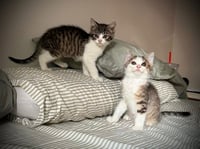 Riley & Sampey C Gatlin - Photo 2