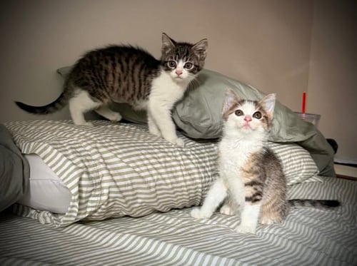 RILEY & SAMPEY C GATLIN - Domestic Short Hair available for adoption
