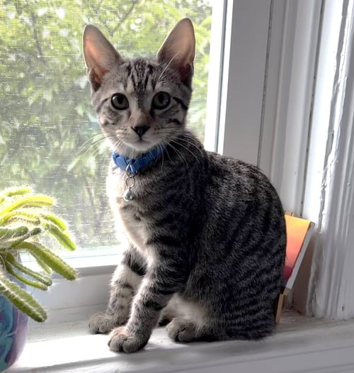 BOB C JONES - Tabby available for adoption