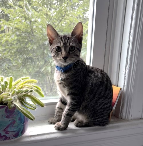 BOB C JONES - Tabby available for adoption