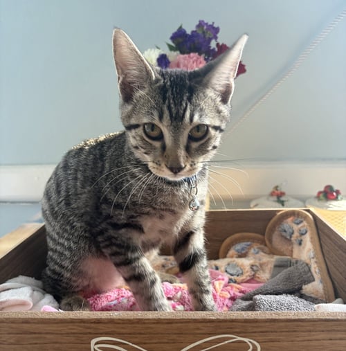 BOB C JONES - Tabby available for adoption