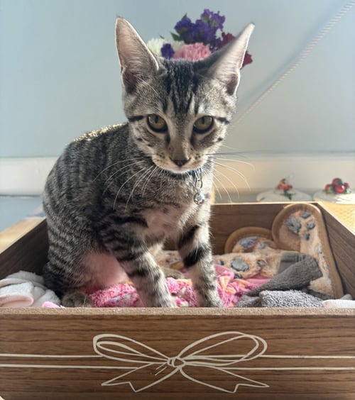 BOB C JONES - Tabby available for adoption