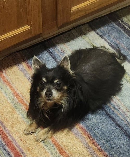 WILLIAM GATLIN - Chihuahua available for adoption