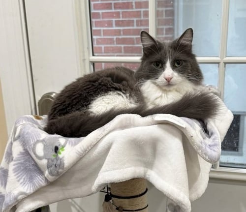 STUART C HARRELL - Domestic Medium Hair available for adoption