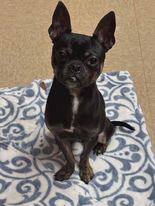 FRANKIE HANSON - Boston Terrier / Chihuahua available for adoption