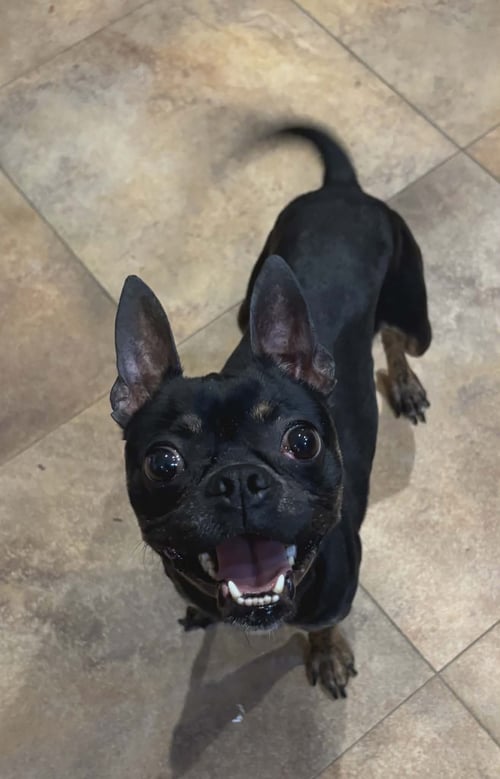 FRANKIE HANSON - Boston Terrier / Chihuahua available for adoption