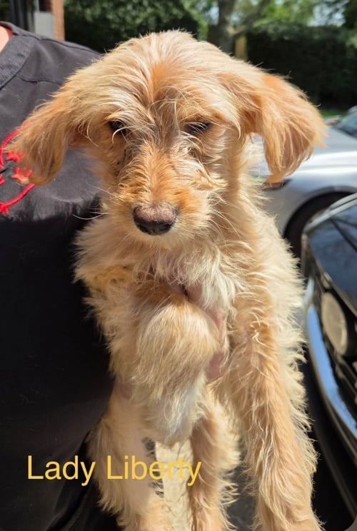 LADY LIBERTY - Labrador Retriever / Poodle (Standard) available for adoption