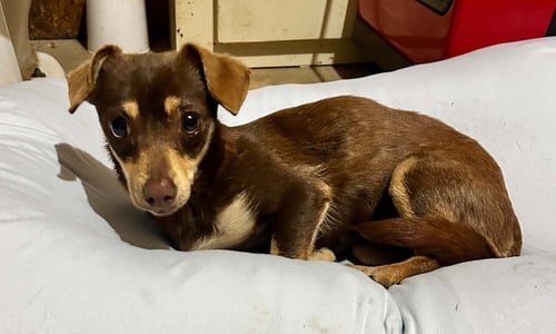 NALA THERRIEN - Chihuahua available for adoption