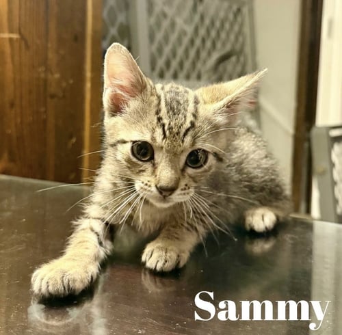 SAMMY C GATLIN