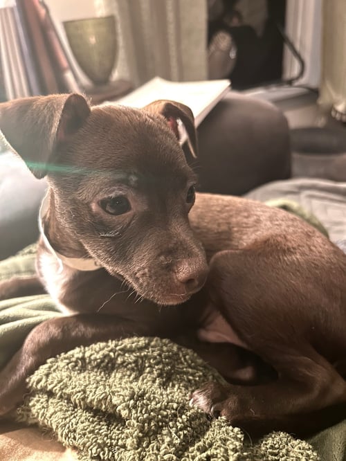 ANDY TAYLOR COLLINS - Chihuahua available for adoption