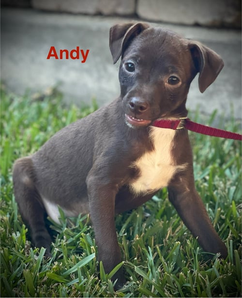 ANDY TAYLOR COLLINS - Chihuahua available for adoption
