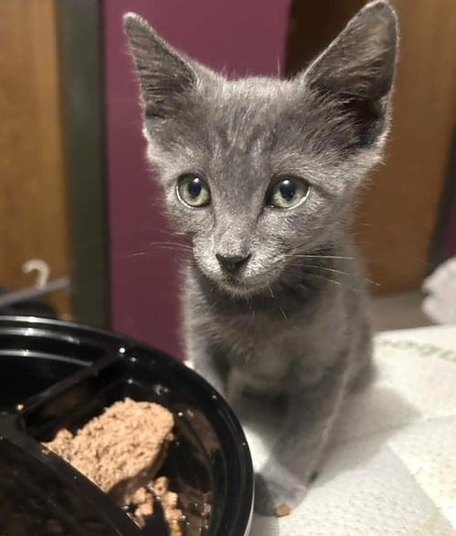 THOMASINA C BUFFINGTON - Domestic Short Hair available for adoption