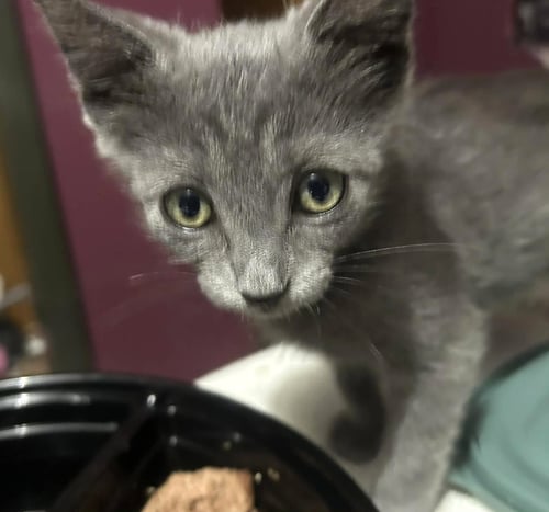 THOMASINA C BUFFINGTON - Domestic Short Hair available for adoption