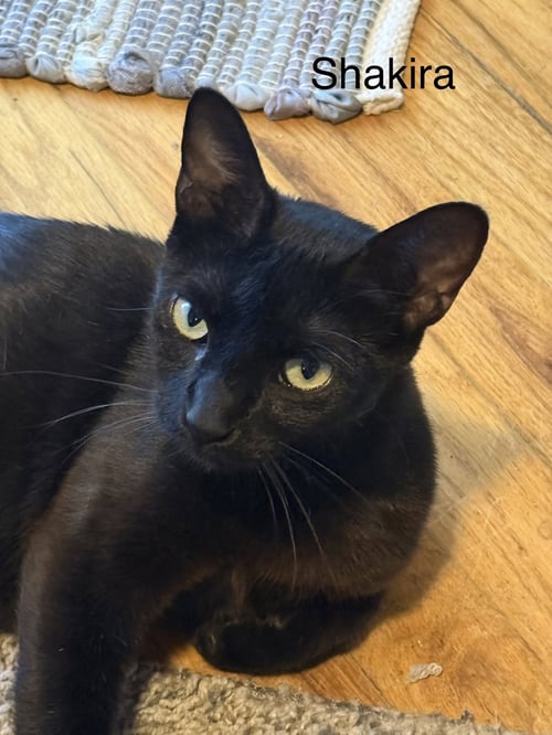 SHAKIRA C WEAVER - Domestic Short Hair for adoption in Warwick