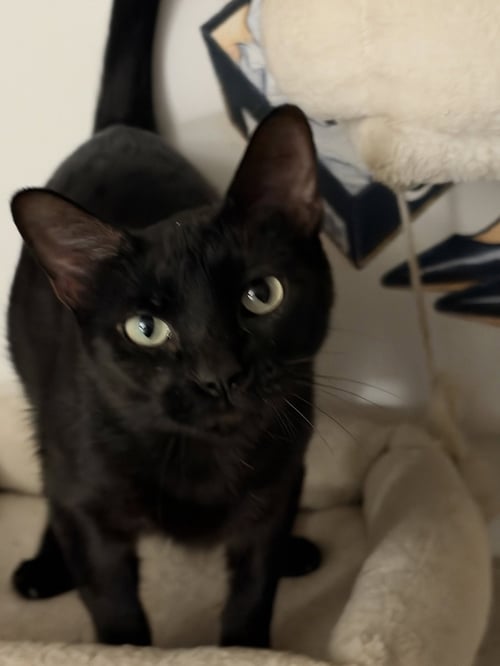SHAKIRA C WEAVER - Domestic Short Hair available for adoption