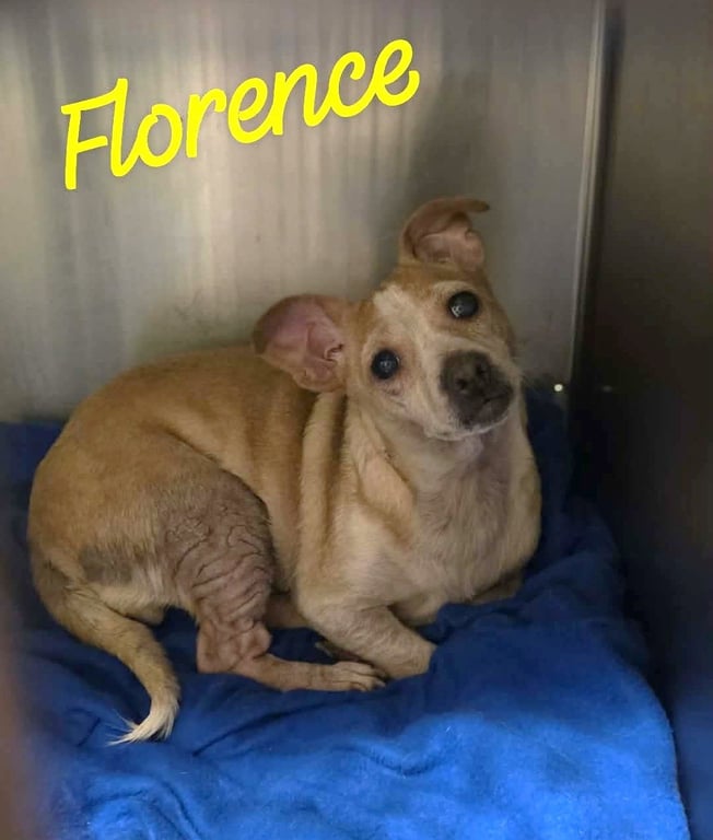 Florence Wood Image