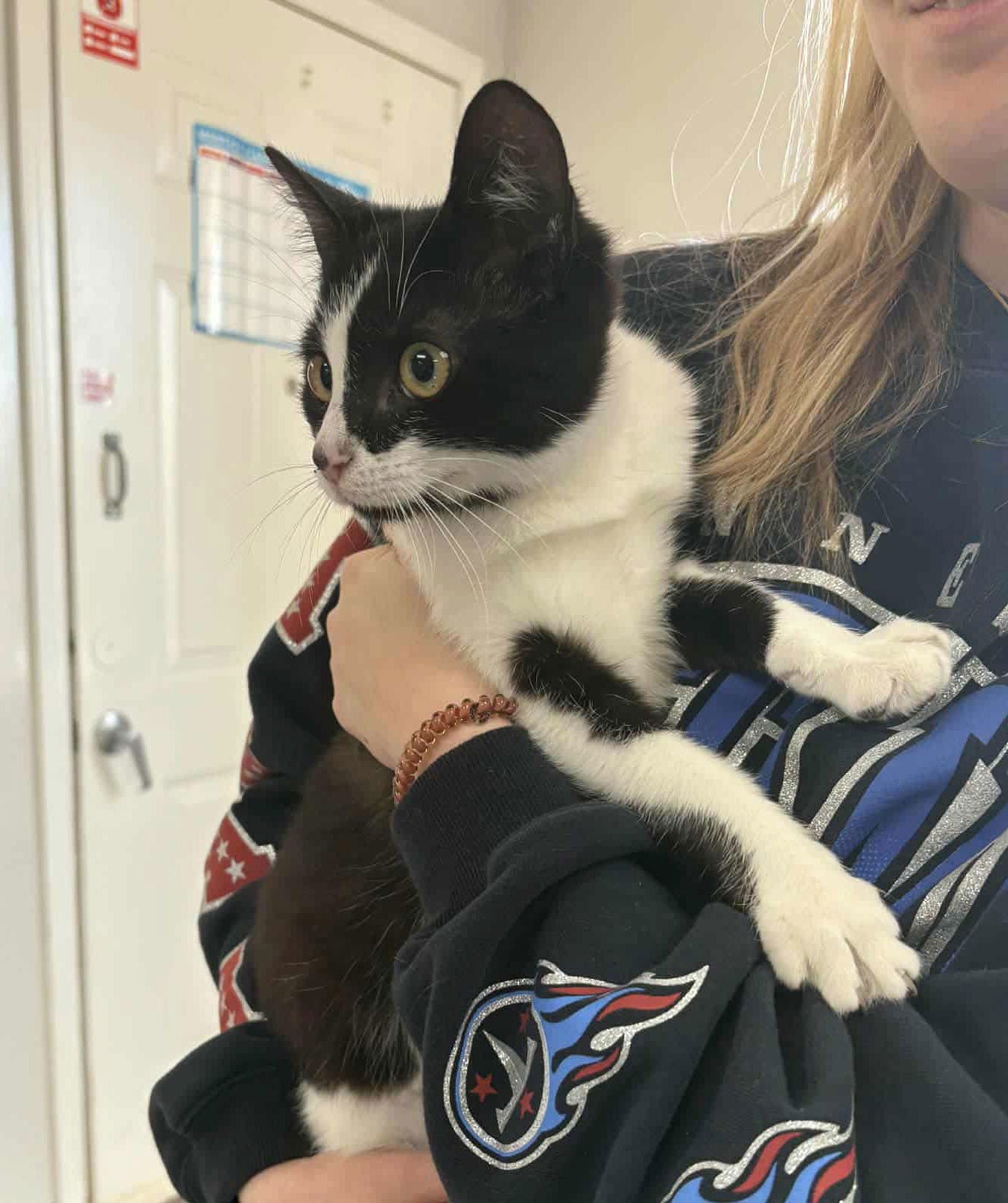 SOSA C CUNNINGHAM - Tuxedo / Domestic Short Hair available for adoption