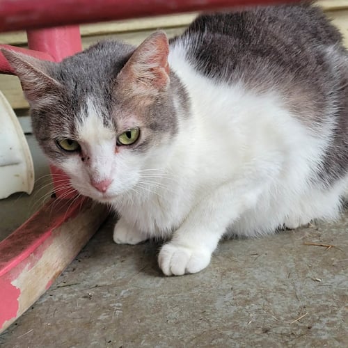 MISS GREY C KIRKLAND - Domestic Short Hair available for adoption
