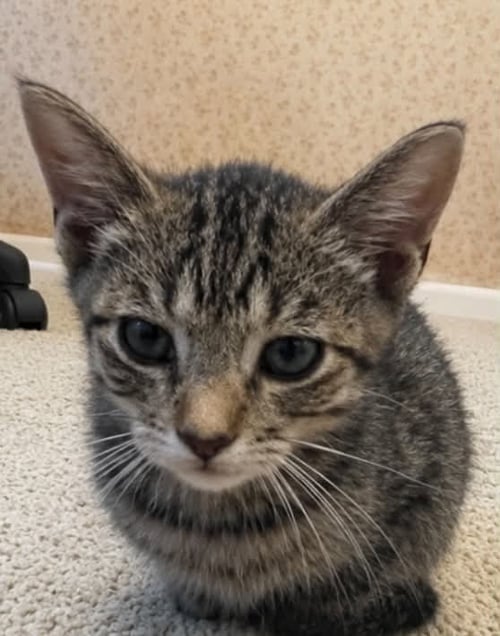 MABEL C BELL - Tabby available for adoption
