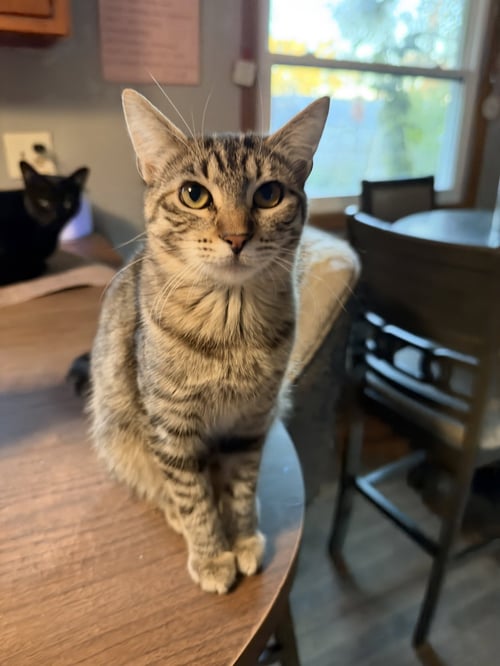 ZIGGY C JONES - Tabby / Domestic Short Hair available for adoption