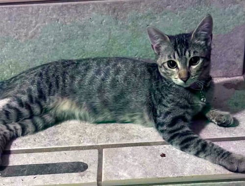 ZIGGY C JONES - Tabby / Domestic Short Hair available for adoption