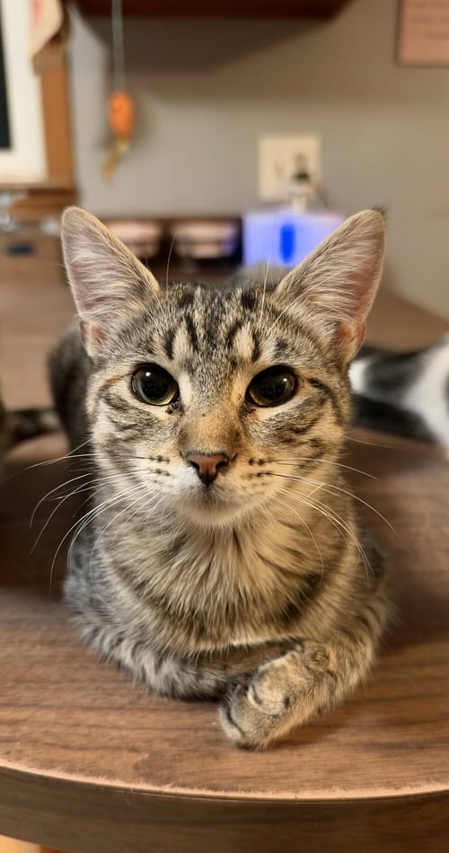 ZIGGY C JONES - Tabby / Domestic Short Hair available for adoption