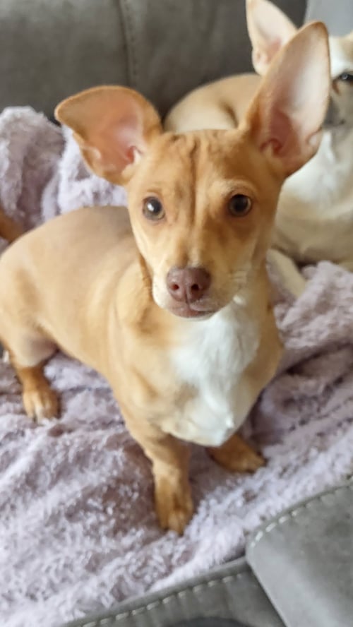 HUGO WEAVER - Chihuahua / Dachshund available for adoption