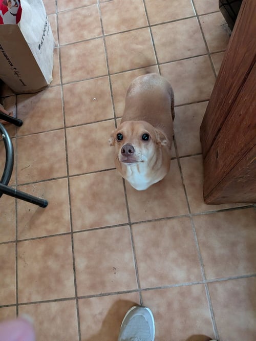 HUGO WEAVER - Chihuahua / Dachshund available for adoption