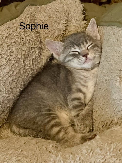SOPHIE C WEAVER - Domestic Short Hair available for adoption