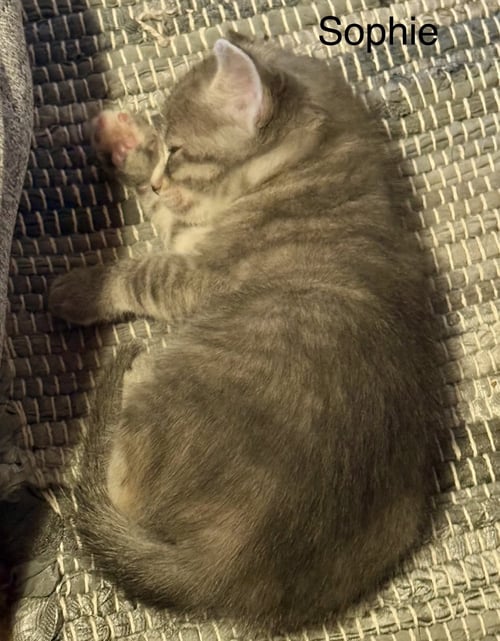SOPHIE C WEAVER - Domestic Short Hair available for adoption