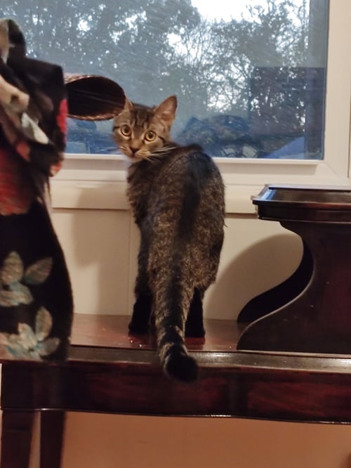 CHLOE C BELLE - Domestic Short Hair available for adoption