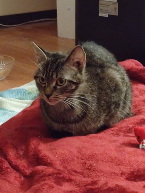 CHLOE C BELLE - Domestic Short Hair available for adoption