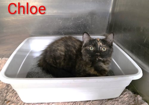CHLOE C HARRELL - Tortoiseshell / Domestic Long Hair available for adoption