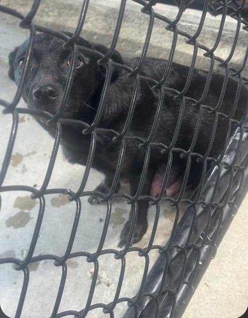 MILLIE BEAN - Terrier available for adoption