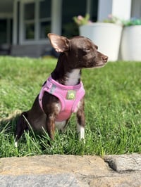 Coco Hogan - Photo 2