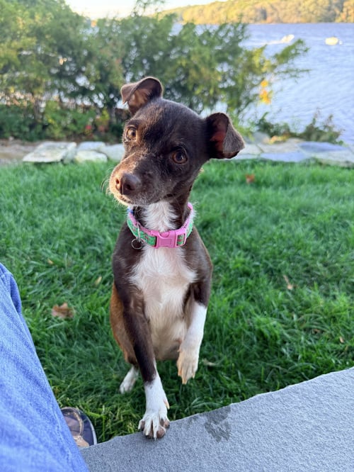 COCO HOGAN - Chihuahua / Rat Terrier available for adoption