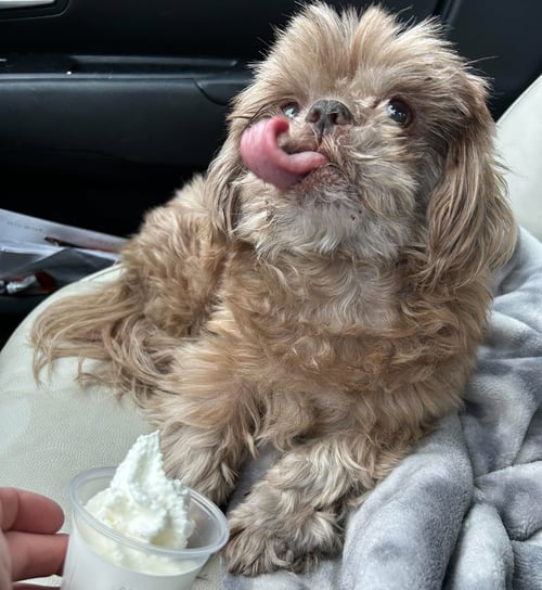 HOT SHOT GATLIN - Shih Tzu available for adoption