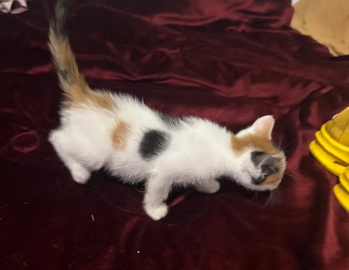 PERSEPHONE C INGRAM - Domestic Short Hair available for adoption