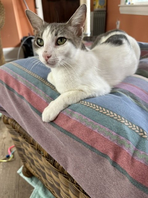 NINA C INGRAM - Domestic Short Hair available for adoption