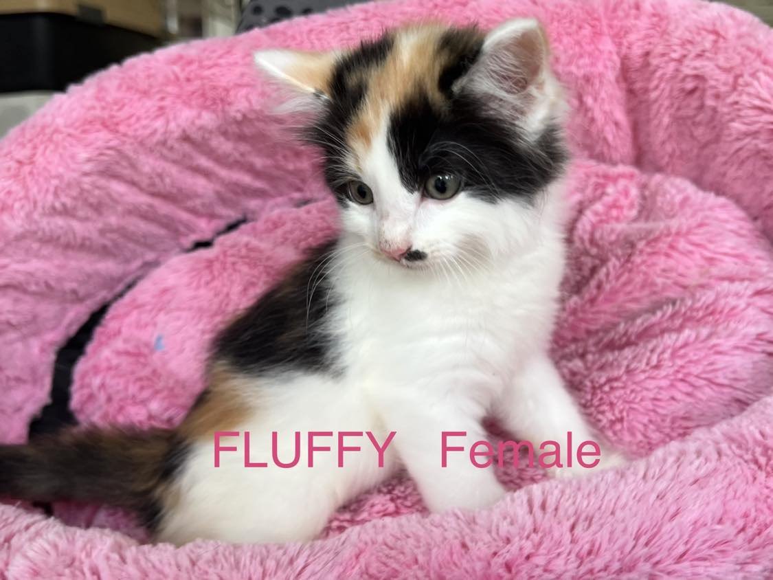 FLUFFY AKA NINJA - Calico available for adoption