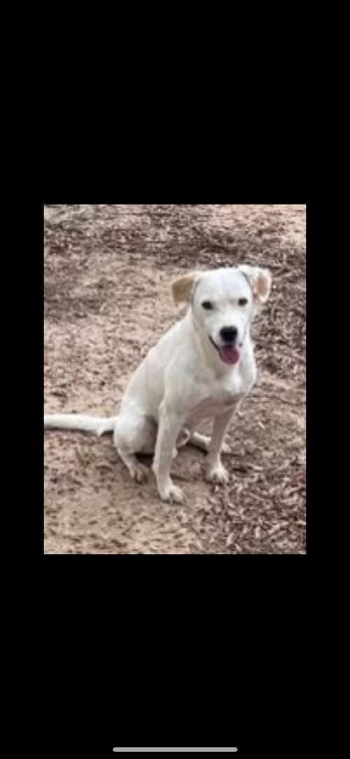 NACHO HADLEY - Feist available for adoption