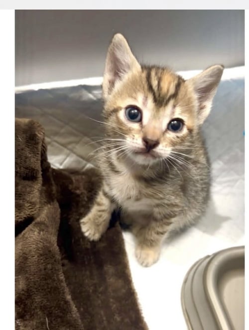 MARIGOLD C WOOD - Tabby for adoption in Cranston