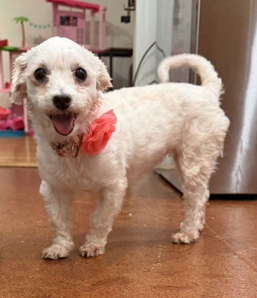 OCTAVIA WRIGHT - Maltese available for adoption