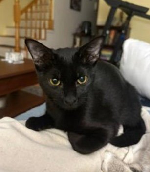 MEL C KLEIN - Domestic Short Hair available for adoption
