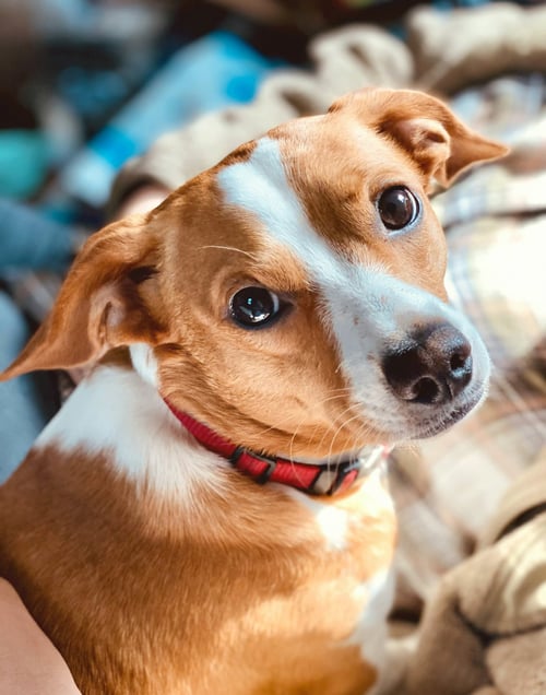 NICO RUSS - Corgi available for adoption