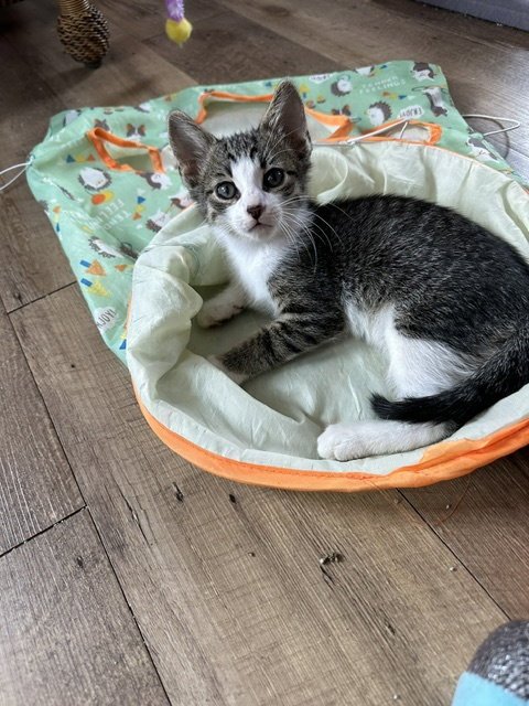 JOSH C INGRAM - Tabby / Domestic Short Hair available for adoption
